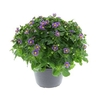 EXACUM BLUE STAR