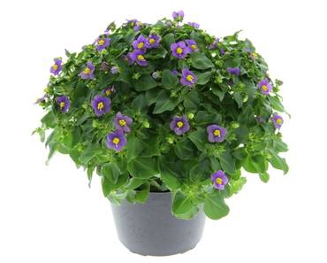 EXACUM BLUE STAR