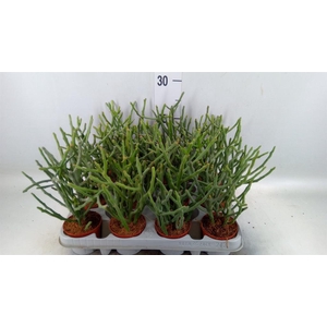 Euphorbia tirucalli
