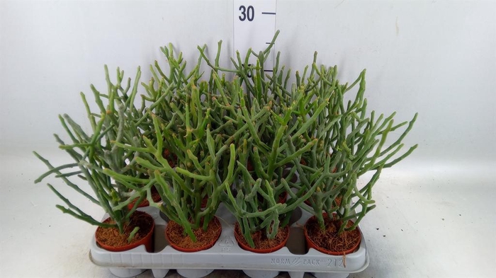 <h4>Euphorbia tirucalli</h4>