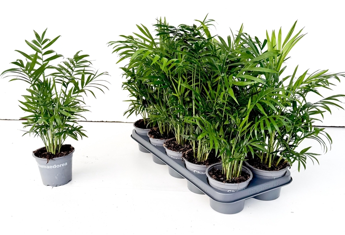 <h4>CHAMAED ELEGANS</h4>