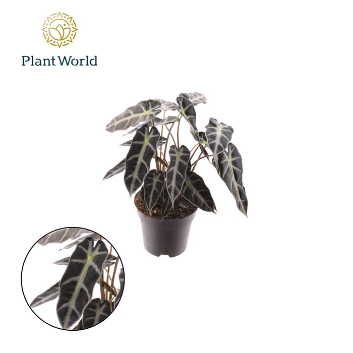 <h4>Alocasia Bambino Arrow</h4>