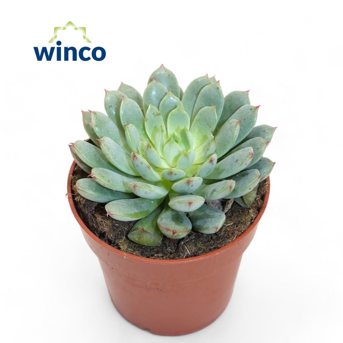 <h4>Echeveria Fabiola Blue</h4>