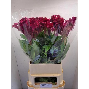CEL C TURBO R VIOLET