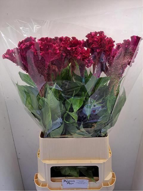 <h4>CEL C TURBO R VIOLET</h4>