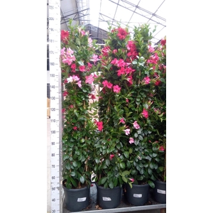 Mandevilla   ...