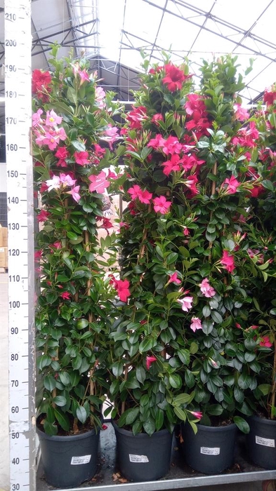 <h4>Mandevilla   ...</h4>
