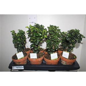 Bonsai Ligus Jap Rotundifol In Terracotta Pot