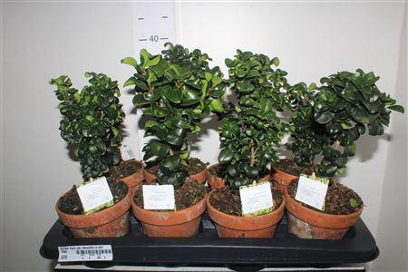 <h4>Bonsai Ligus Jap Rotundifol In Terracotta Pot</h4>