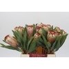 Protea Aurumn