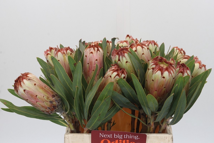 Protea Aurumn