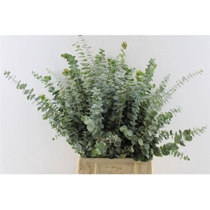 Euca Baby Blue Per Bunch 150 Gram Za