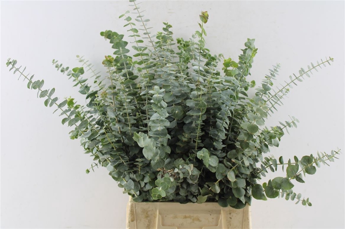 <h4>Euca Baby Blue Per Bunch 150 Gram Za</h4>