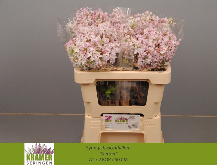 <h4>SYR HY NECKER</h4>