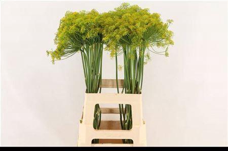 <h4>Anet Graveolens</h4>