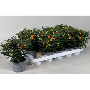 Solanum pseudocapsicum