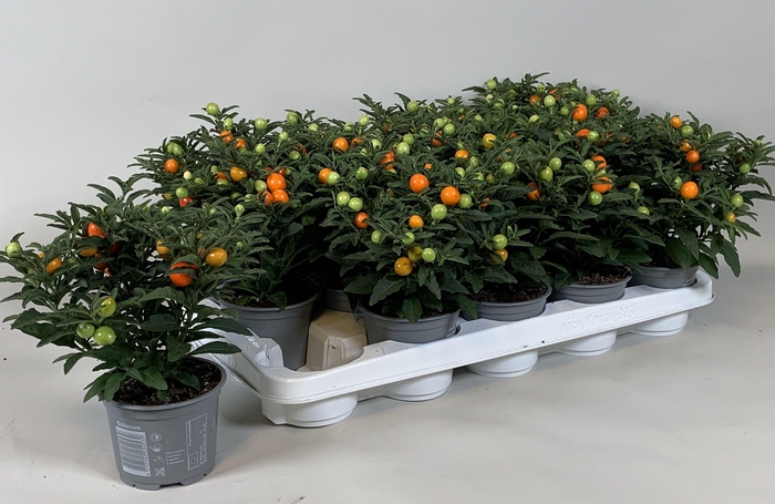 <h4>Solanum pseudocapsicum</h4>