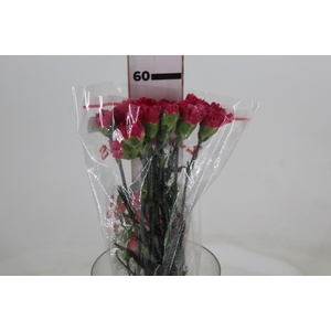 CRAVO BIZET 060 CM PINK