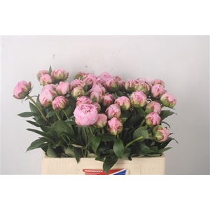 Paeo L Sarah Bernhard Pink