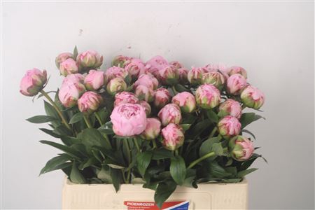 <h4>Paeo L Sarah Bernhard Pink</h4>