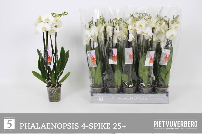 <h4>PHAL OV WIT</h4>