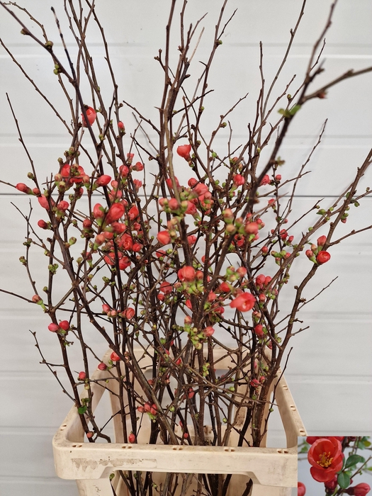 <h4>CHAENOMELES JAPONICA</h4>