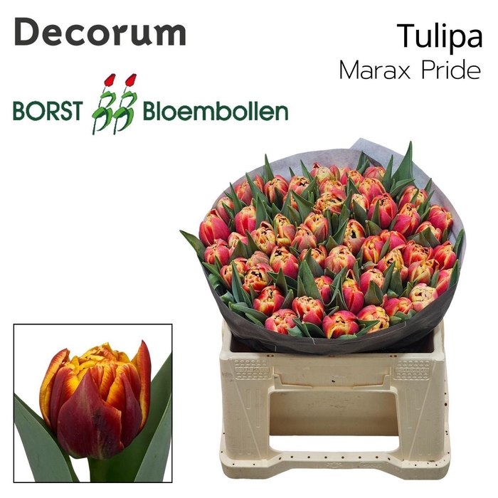 <h4>TU DU MARAX PRIDE</h4>