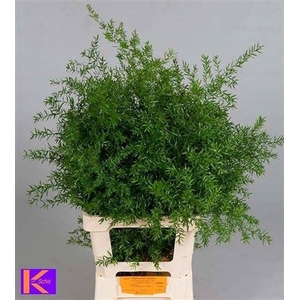 Asp Dens Cwebe 70 Cm