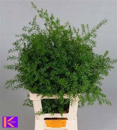 <h4>Asp Dens Cwebe 70 Cm</h4>