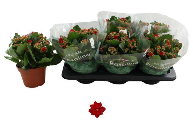 <h4>KALAN CALAN RED P15</h4>