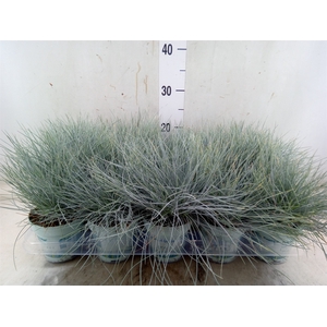 Festuca glauca 'Compacta Blue'