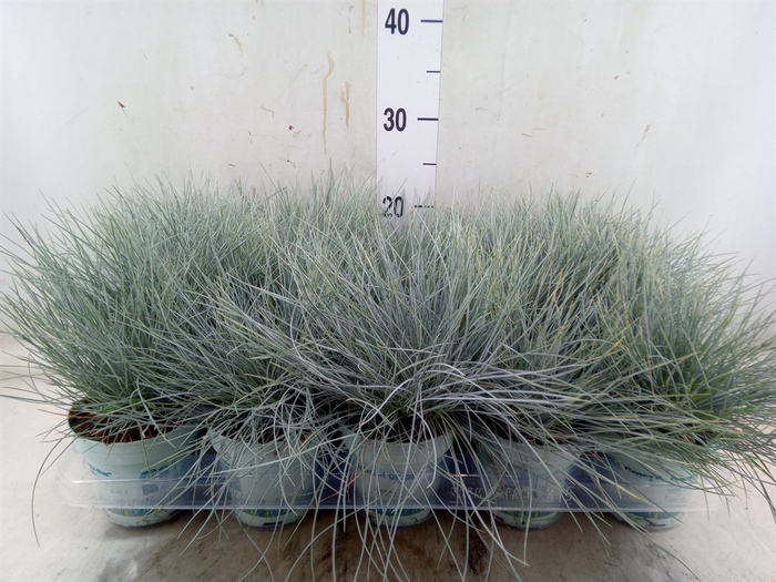 <h4>Festuca glauca 'Compacta Blue'</h4>