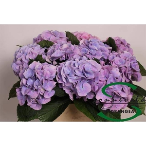 HYDR M CH MARSEPE BL