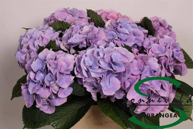 <h4>HYDR M CH MARSEPE BL</h4>