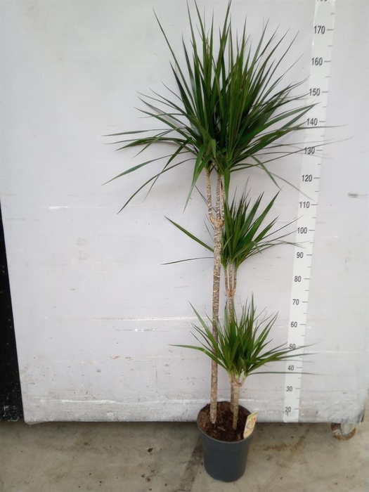 <h4>Dracaena marg.</h4>