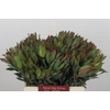 Leucadendron Highlight