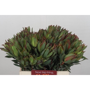 Leucadendron Highlight