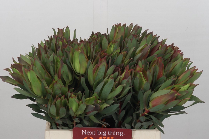 <h4>Leucadendron Highlight</h4>