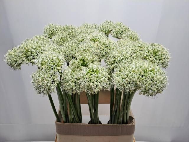 <h4>ALLIUM MOUNT EVEREST</h4>