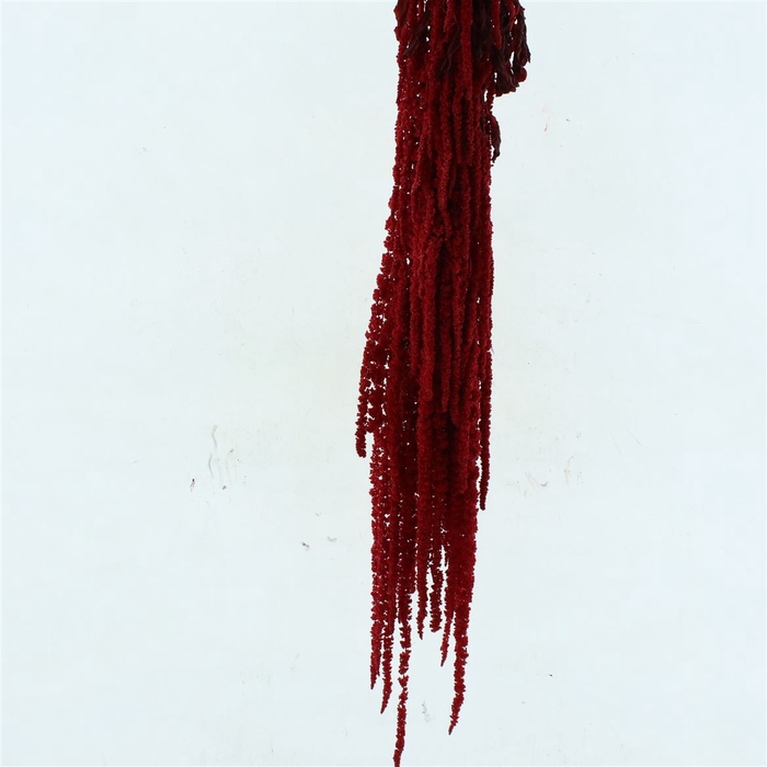 Pres Amaranthus Bleached Red