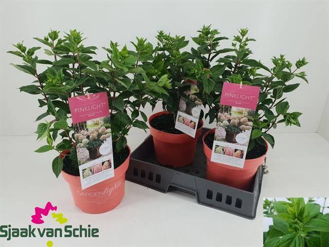<h4>HYDR PANICULATA ROSA</h4>