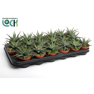 Haworthia Concolor