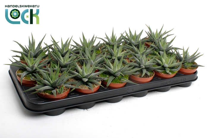 <h4>Haworthia Concolor</h4>