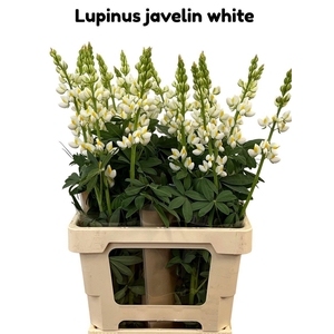 Lupinus Javelin White
