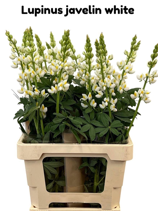 <h4>Lupinus Javelin White</h4>