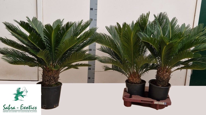 <h4>CYCAS REVOLUTA</h4>