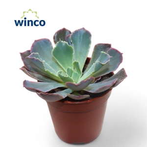 Echeveria Neonbreaker