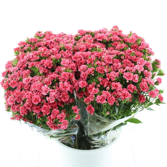 <h4>Di Barb Coral Pink</h4>