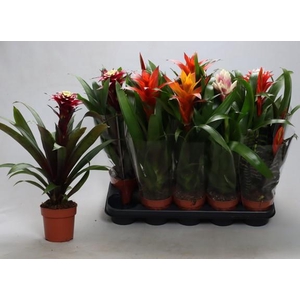 BROMELIA GEM