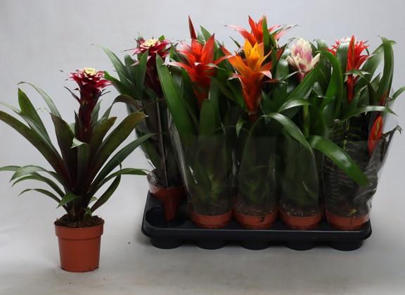 <h4>BROMELIA GEM</h4>